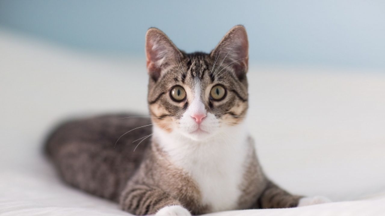 Kedi Sahibi Olmak Sağlığımıza İyi Gelir!