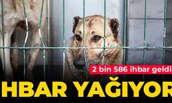 Sahipsiz köpeklerle ilgili belediyelere ihbar yağıyor