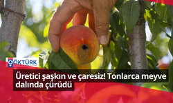 Üretici şaşkın ve çaresiz! Tonlarca meyve dalında çürüdü