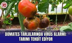 Domates Tarlalarında Virüs Alarmı: Tarımı Tehdit Ediyor