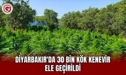 Diyarbakır'da 30 Bin Kök Kenevir Ele Geçirildi