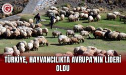 Türkiye, Hayvancılıkta Avrupa'nın Lideri Oldu