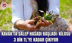 Kavak’ta Salep Hasadı Başladı: Kilosu 3 Bin TL’ye Kadar Çıkıyor