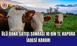 Ölü dana satışı sonrası 10 bin TL kapora iadesi kararı