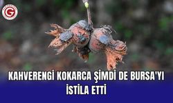 Kahverengi kokarca şimdi de Bursa'yı istila etti