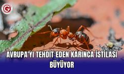 Avrupa'yı tehdit eden karınca istilası büyüyor