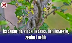 İstanbul'da yılan uyarısı: Öldürmeyin, zehirli değil