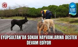 Eyüpsultan’da sokak hayvanlarına destek devam ediyor