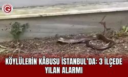 Köylülerin Kâbusu İstanbul’da: 3 İlçede Yılan Alarmı