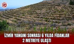 İzmir Yangını Sonrası 6 Yılda Fidanlar 2 Metreye Ulaştı