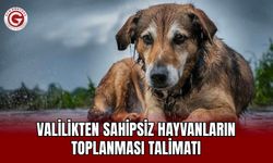 Valilikten Sahipsiz Hayvanların Toplanması Talimatı