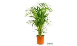 Efidancı Güvencesiyle Areka Palmiyesi Satışı Başladı