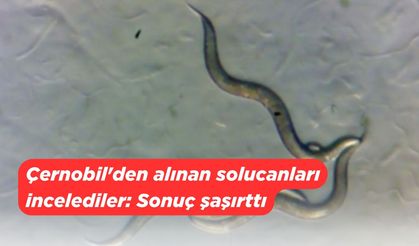 Çernobil'den alınan solucanları incelediler: Sonuç şaşırttı