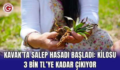 Kavak’ta Salep Hasadı Başladı: Kilosu 3 Bin TL’ye Kadar Çıkıyor
