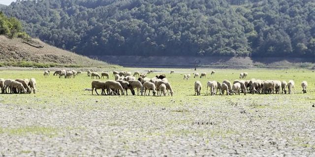 Kemerburgaz Kent Ormanı'ndaki göl tamamen kurudu: Keçiler alanda otlamaya başladı