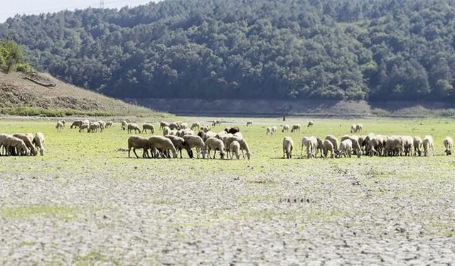 Kemerburgaz Kent Ormanı'ndaki göl tamamen kurudu: Keçiler alanda otlamaya başladı
