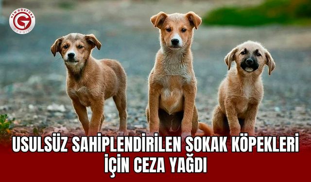 Usulsüz sahiplendirilen sokak köpekleri için ceza yağdı