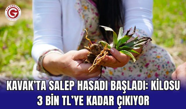 Kavak’ta Salep Hasadı Başladı: Kilosu 3 Bin TL’ye Kadar Çıkıyor
