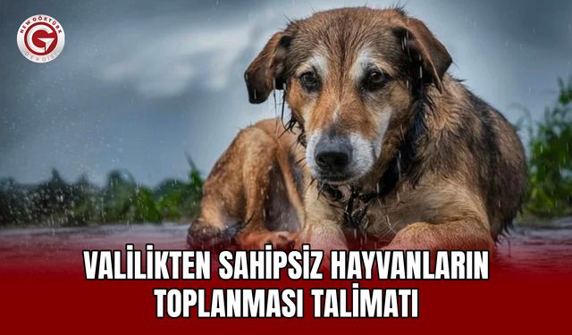 Valilikten Sahipsiz Hayvanların Toplanması Talimatı
