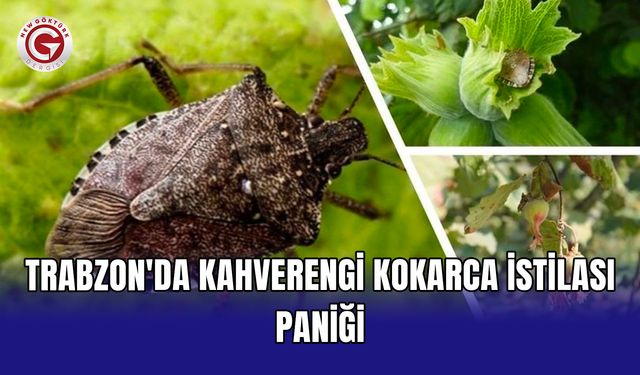Trabzon'da Kahverengi Kokarca İstilası Paniği