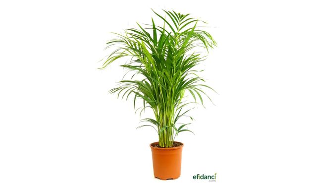 Efidancı Güvencesiyle Areka Palmiyesi Satışı Başladı