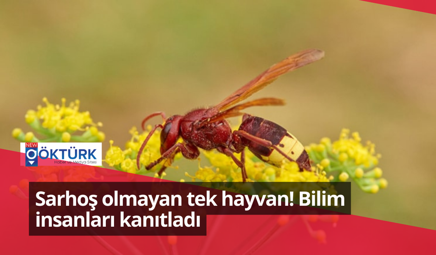 Sarhoş olmayan tek hayvan! Bilim insanları kanıtladı