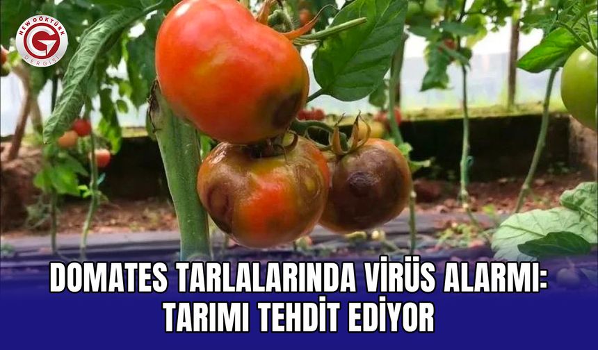 Domates Tarlalarında Virüs Alarmı: Tarımı Tehdit Ediyor