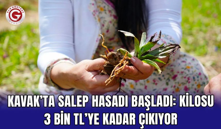 Kavak’ta Salep Hasadı Başladı: Kilosu 3 Bin TL’ye Kadar Çıkıyor