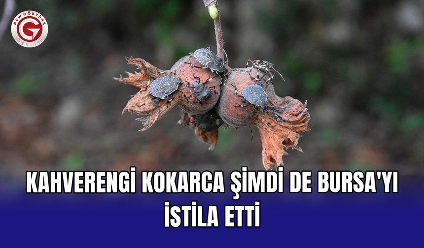Kahverengi kokarca şimdi de Bursa'yı istila etti