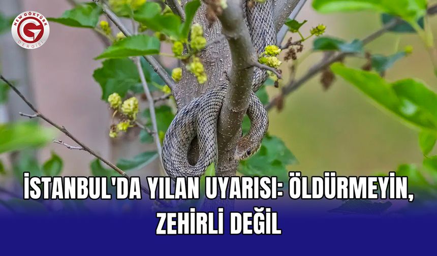 İstanbul'da yılan uyarısı: Öldürmeyin, zehirli değil