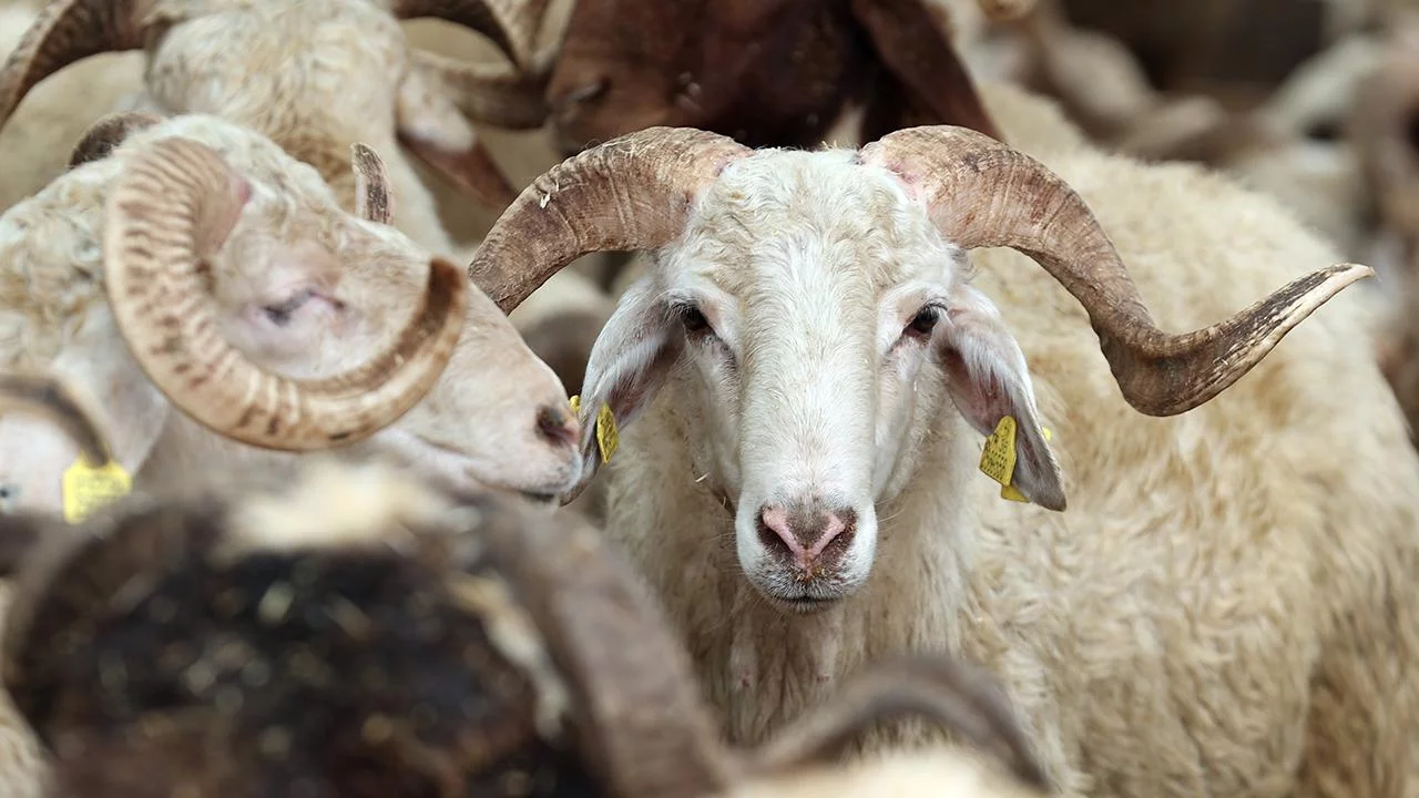 Vekaletle Kurban Bedelleri Açıklandı 1