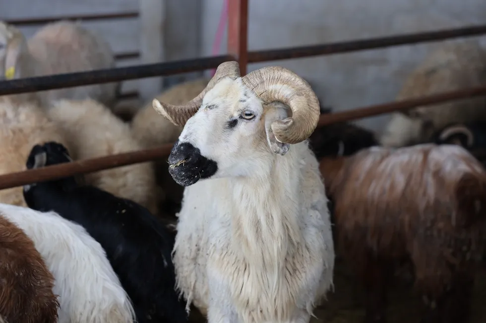 Vekaletle Kurban Bedelleri Açıklandı 2